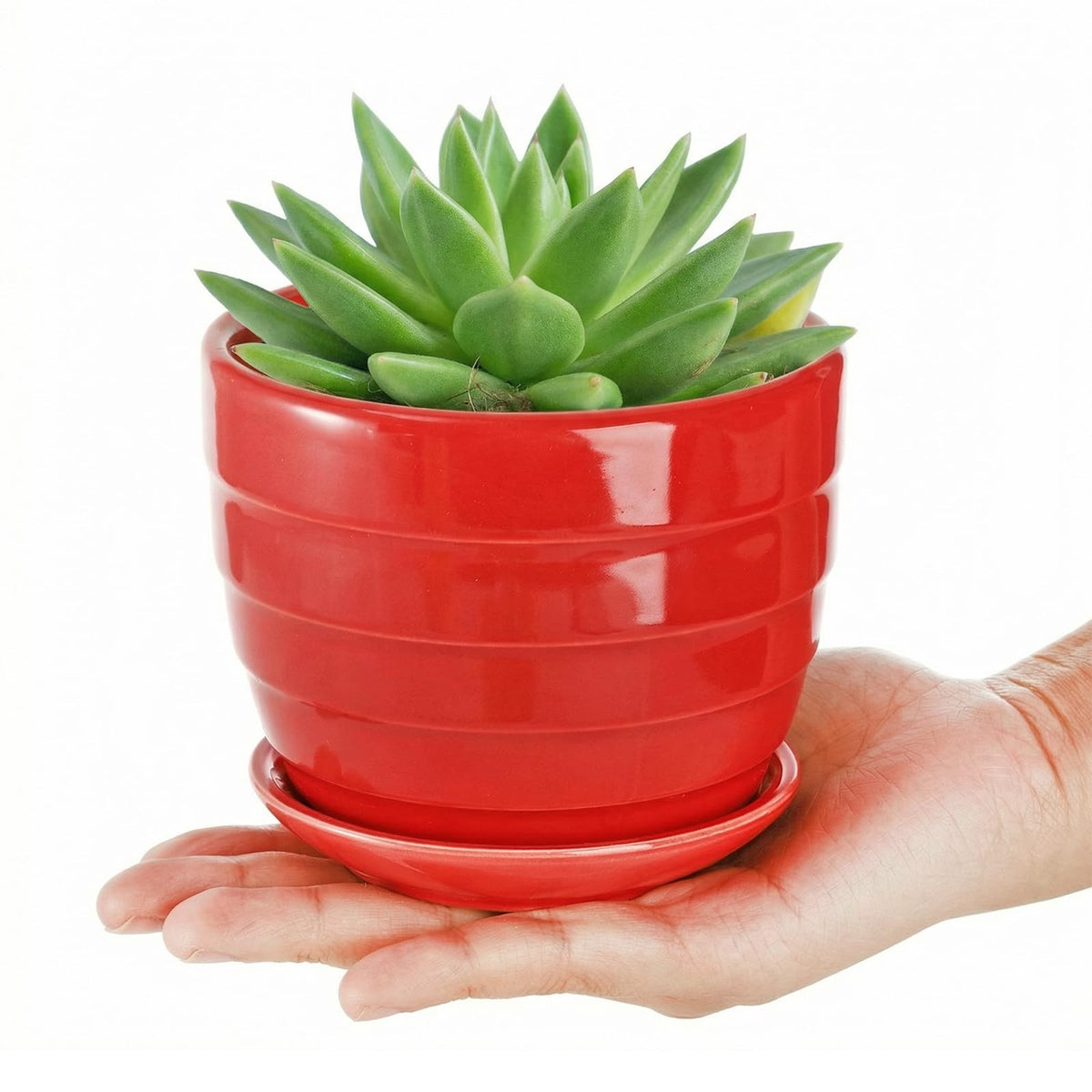 Elsjoy six-pack succulent pots with attached saucers prevent water pooling.