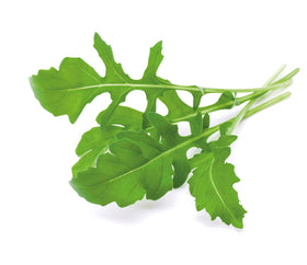 Close-up of EMSA arugula leaves showing peppery flavor potential