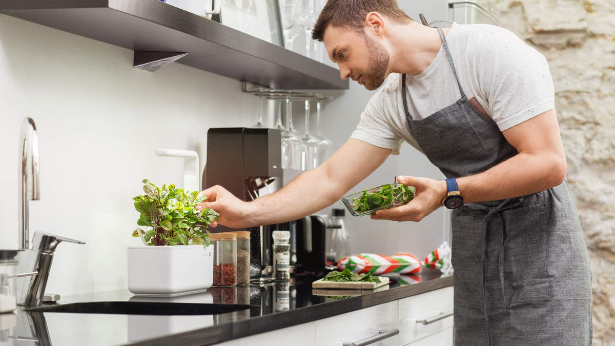 Arugula pods harvest-ready greens in EMSA kit for fresh salads