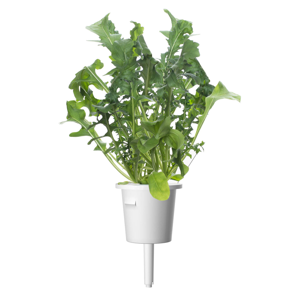 Harvest-ready arugula in EMSA kit enhances meals