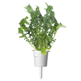 Harvest-ready arugula in EMSA kit enhances meals