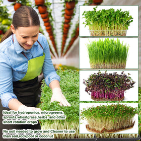 Emsiok microgreens kit on a windowsill for fresh harvests
