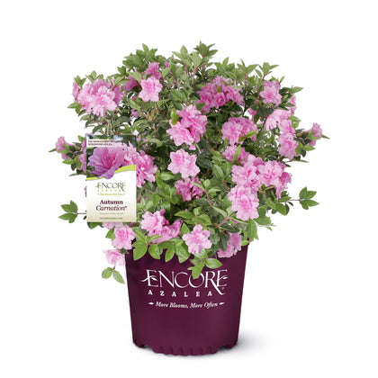  Encore Azalea Autumn Carnation pink bloom close-up showing spring color and rebloom potential