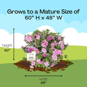  Encore Azalea Autumn Carnation dense green foliage framing garden borders