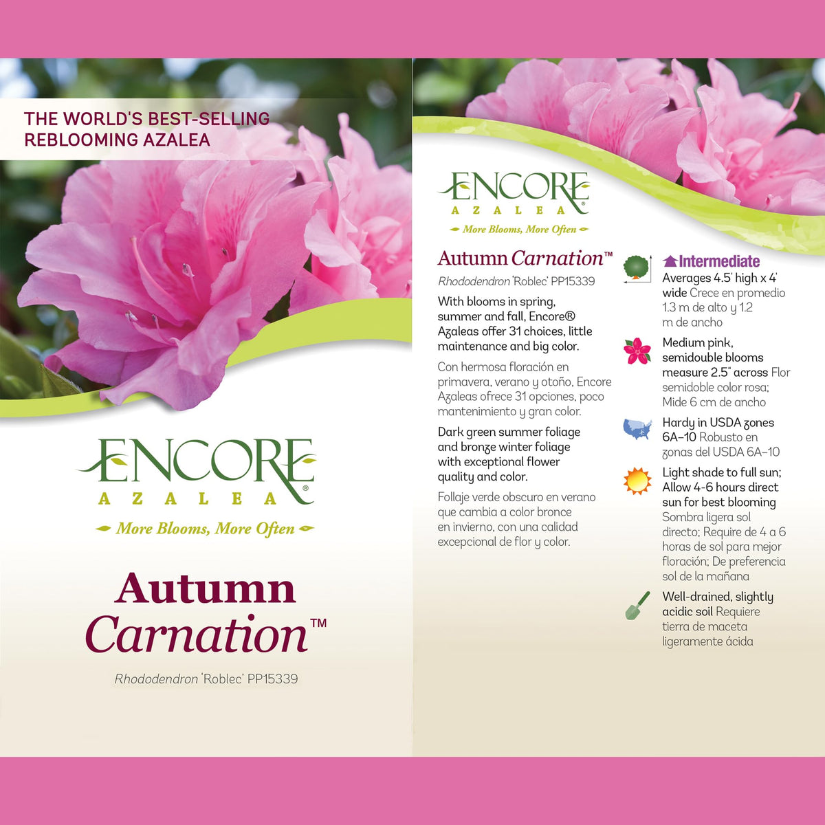  Encore Azalea Autumn Carnation shrub ready for hedge planting and year-round color
