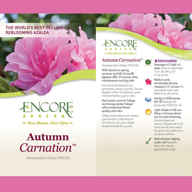  Encore Azalea Autumn Carnation shrub ready for hedge planting and year-round color