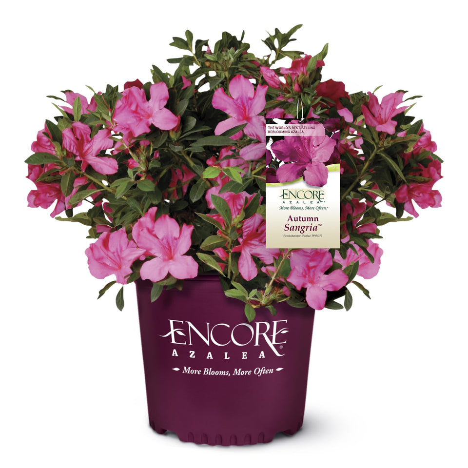 Encore Azalea Autumn Sangria bloom closeup highlighting vibrant pink flowers for striking focal point.