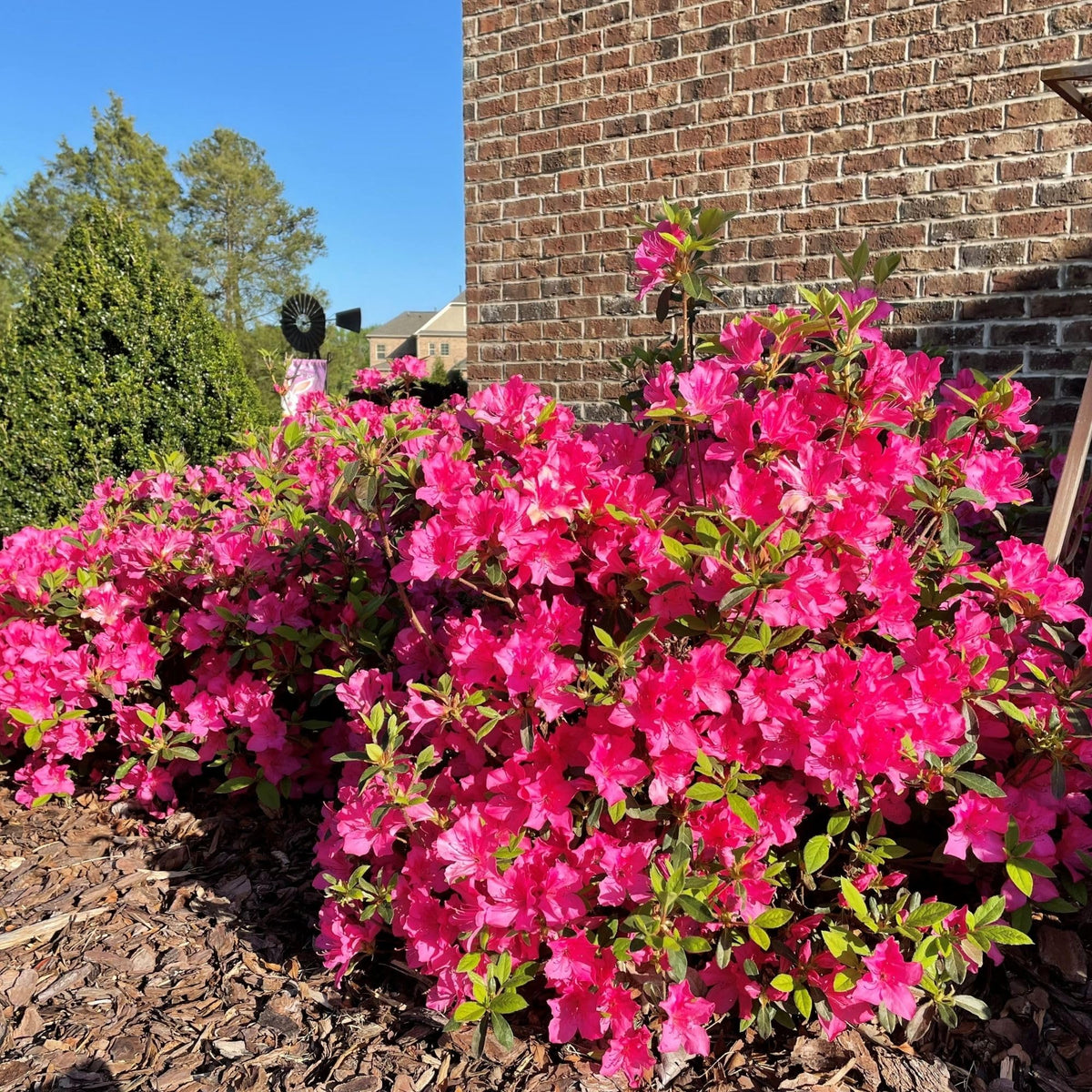 Encore Azalea Autumn Sangria dense growth habit adds lush structure to mixed borders.