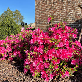 Encore Azalea Autumn Sangria dense growth habit adds lush structure to mixed borders.