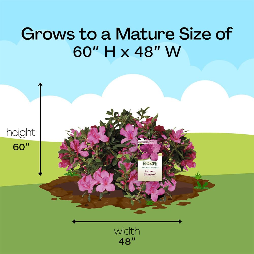Encore Azalea Autumn Sangria ideal for vibrant container or border plantings.