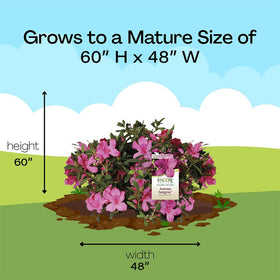 Encore Azalea Autumn Sangria ideal for vibrant container or border plantings.