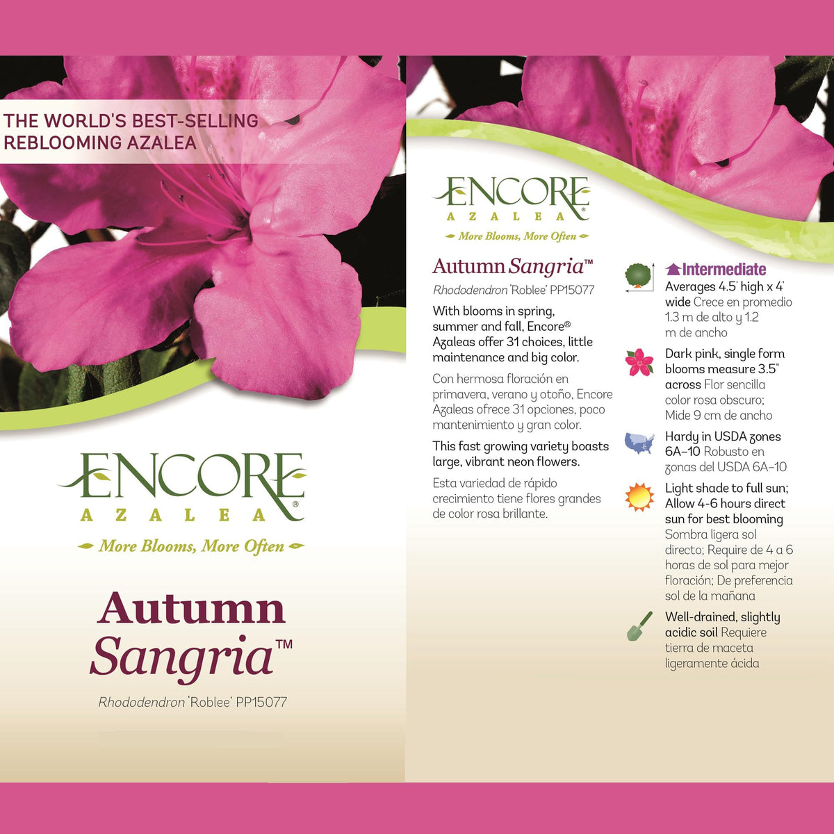 Encore Azalea Autumn Sangria planted in garden bed with other perennials enhances landscape color.