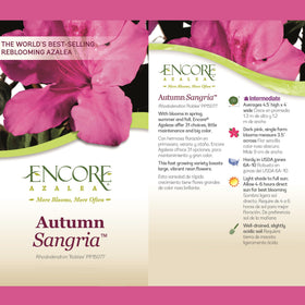 Encore Azalea Autumn Sangria planted in garden bed with other perennials enhances landscape color.