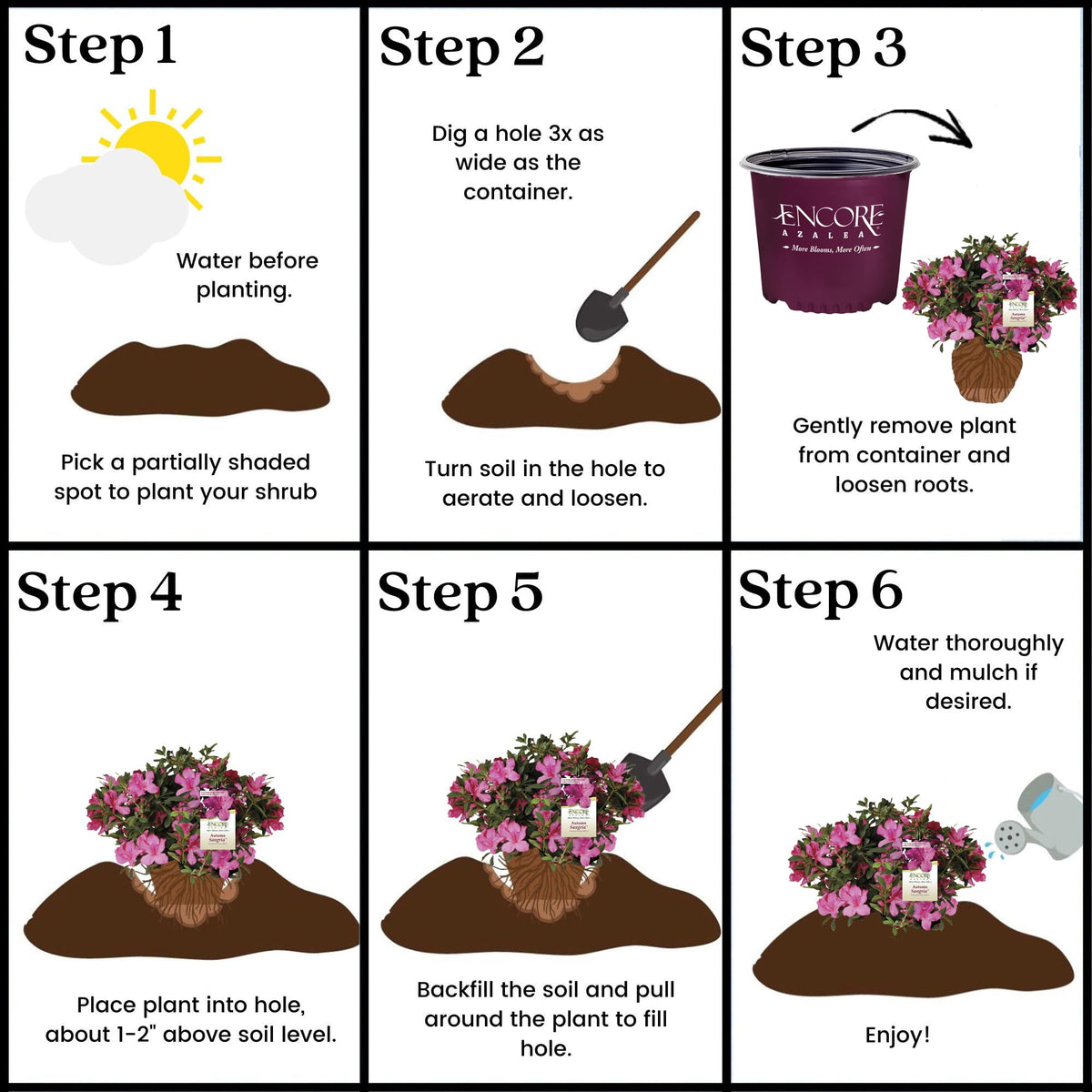  Encore Azalea Autumn Sangria thrives in sun to part shade for flexible placement.