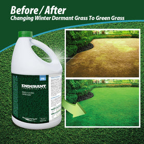 Endurant colorant applied to drought-damaged lawn repairs patchy areas evenly