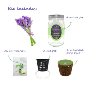Environet grow plug pre-seeded lavender for quick indoor planting