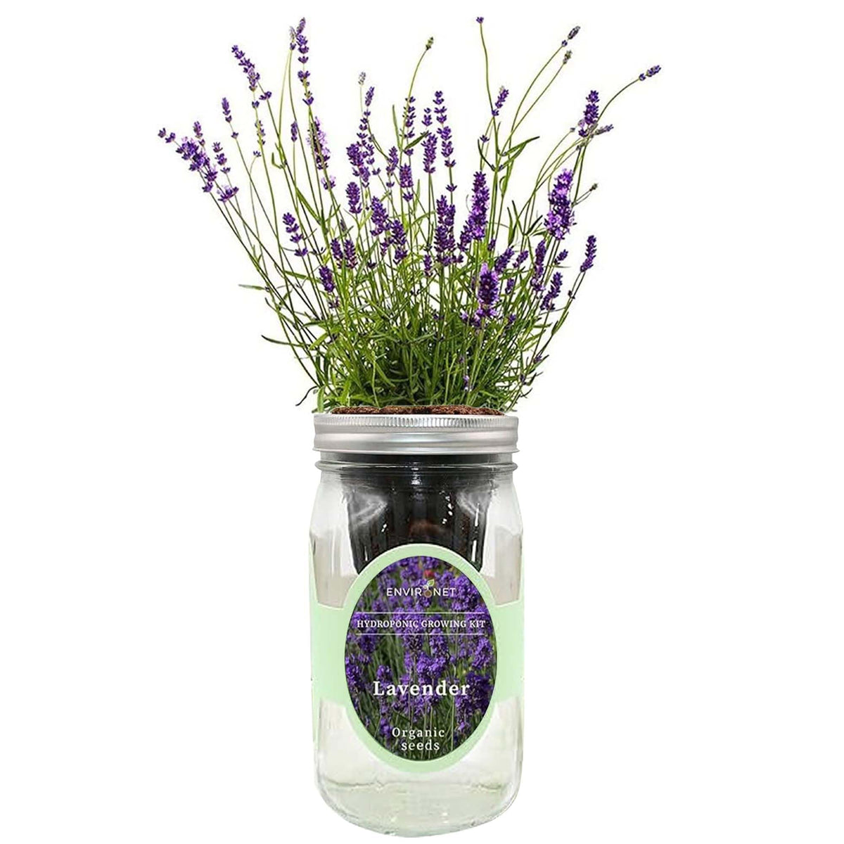 Environet lavender hydroponic kit jar for compact indoor herb gardening
