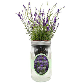 Environet lavender hydroponic kit jar for compact indoor herb gardening