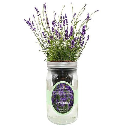 Environet lavender hydroponic kit jar for compact indoor herb gardening