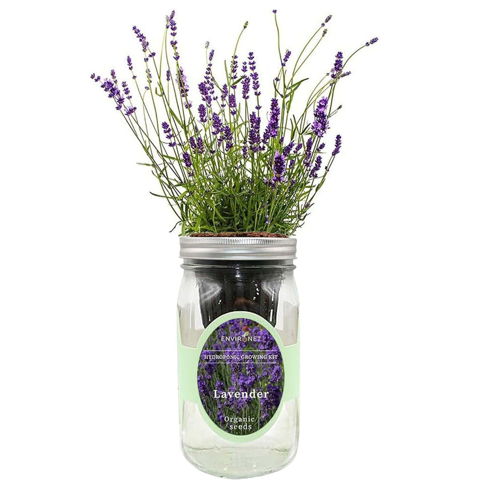 Environet lavender hydroponic kit jar for compact indoor herb gardening