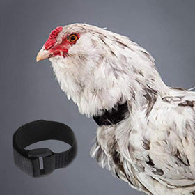 Enyolidimk buckle and strap closeup shows secure fit for roosters.