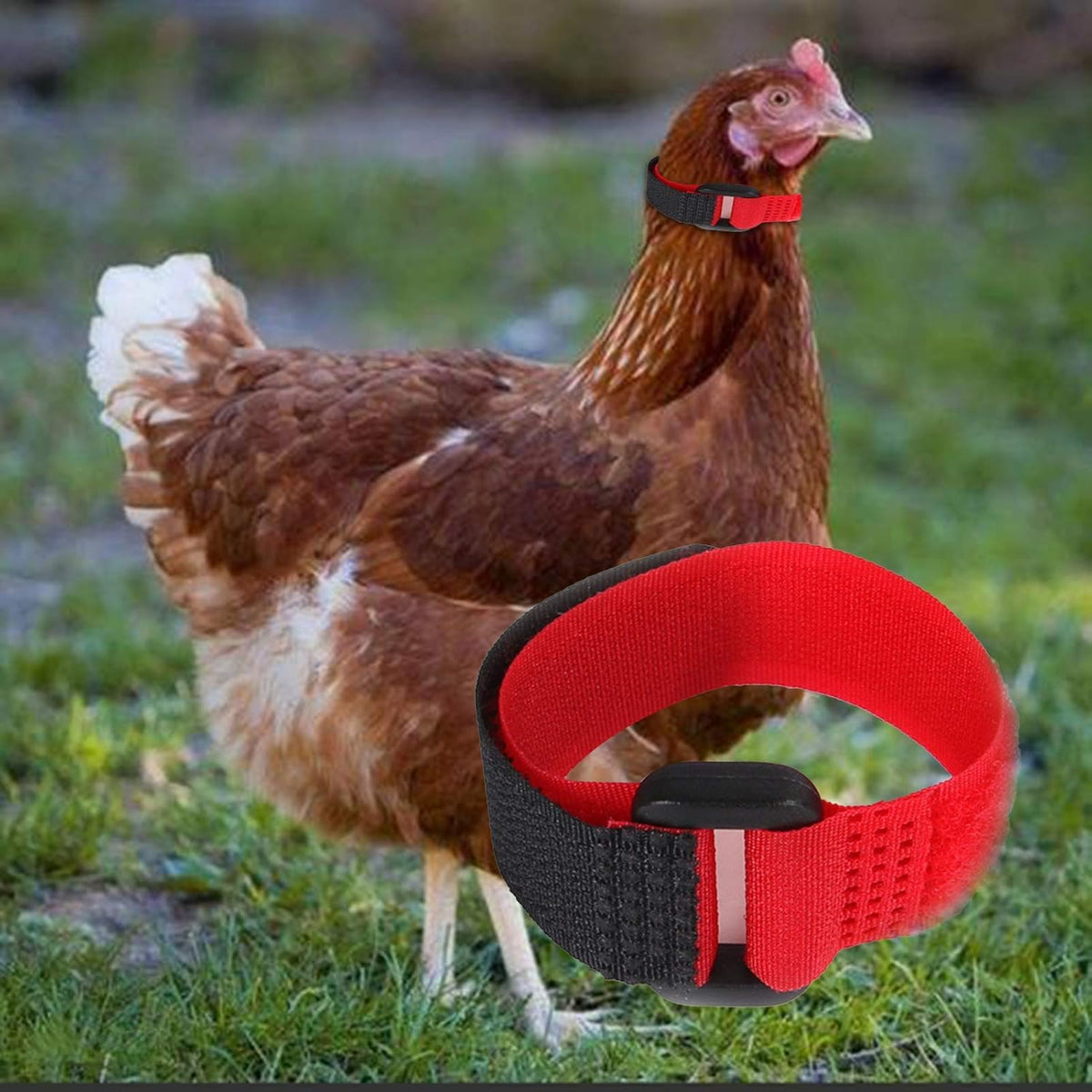 Enyolidimk four-pack crow collars for multiple birds in your flock.
