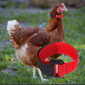 Enyolidimk four-pack crow collars for multiple birds in your flock.