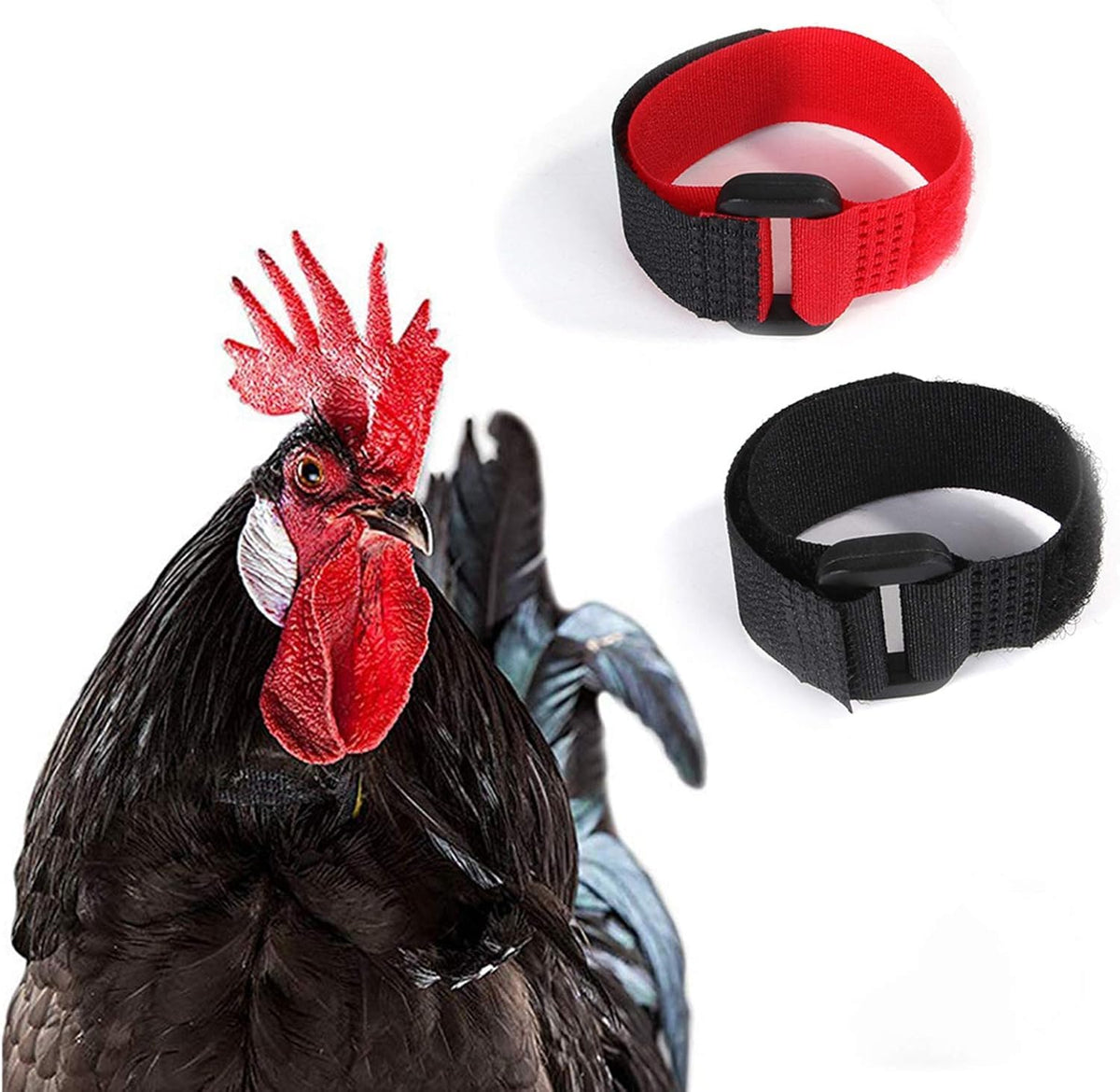 Enyolidimk noise-reduction collar supports calmer mornings in the coop.