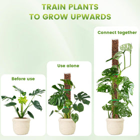 EOX garden ties included secure climbing stems to the moss pole.