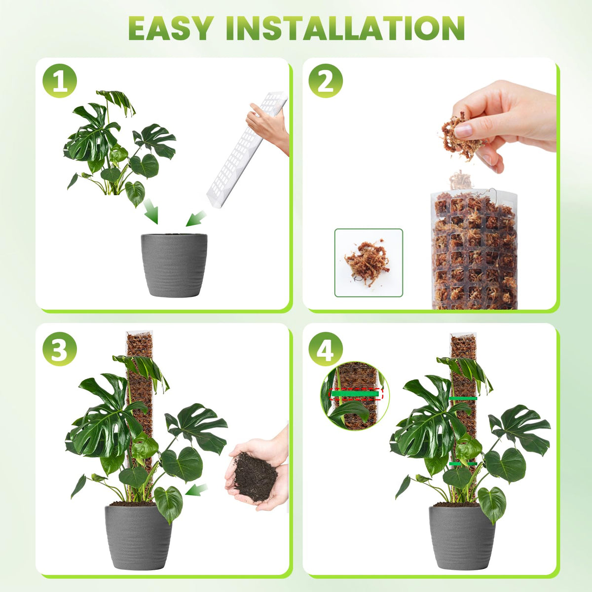 Monstera climbing supported by EOX moss pole in pot