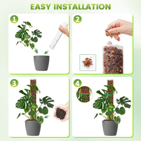 Monstera climbing supported by EOX moss pole in pot