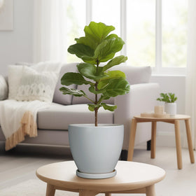 EPFamily bonsai ceramic pot for compact indoor greenery.