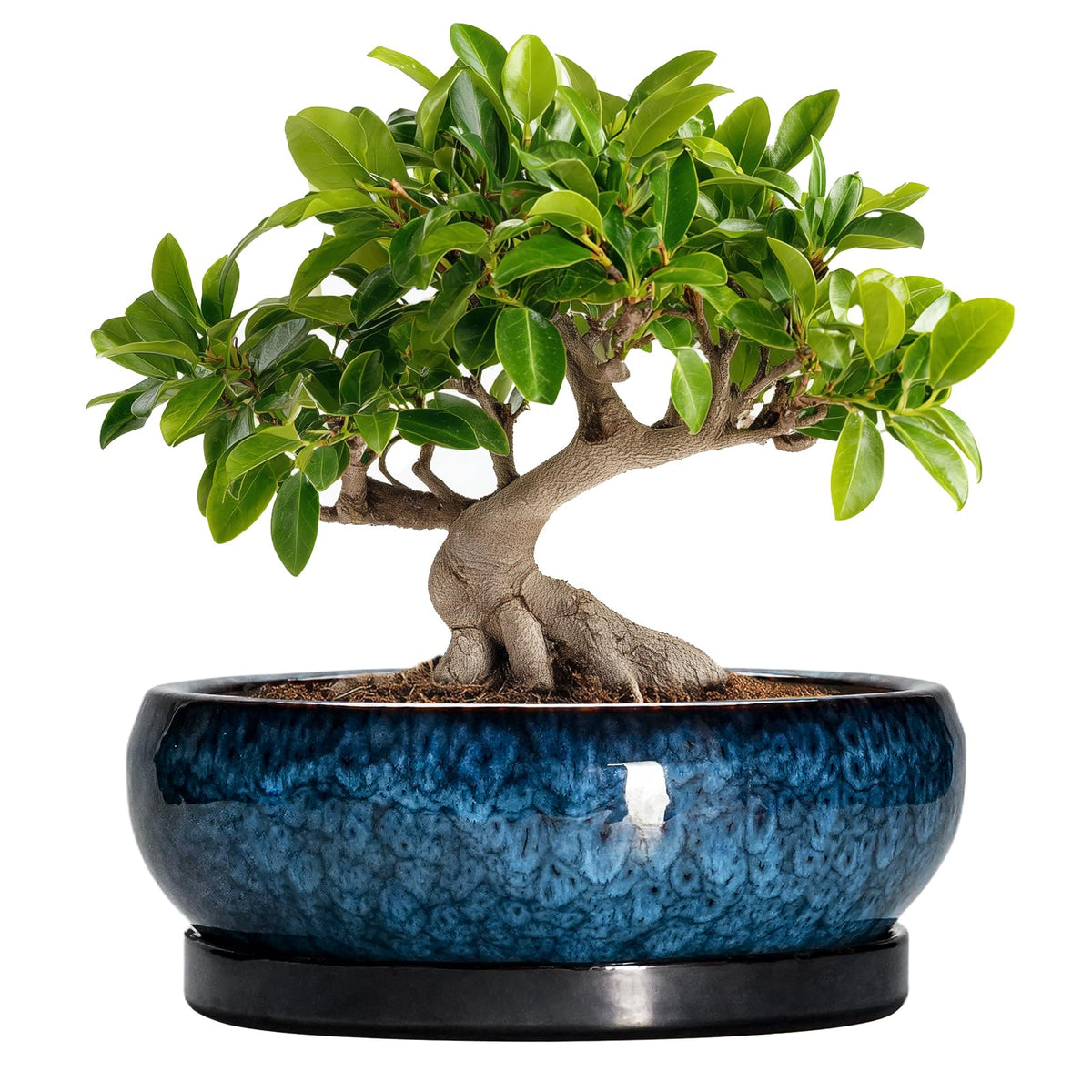EPFamily Bonsai Pot blue glazed top view for elegant indoor plant display