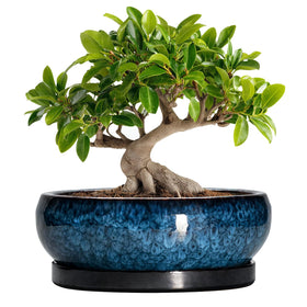 EPFamily Bonsai Pot blue glazed top view for elegant indoor plant display
