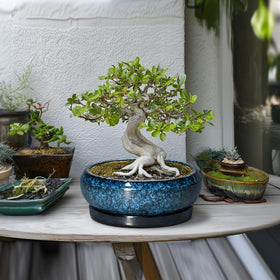 EPFamily Bonsai Pot blue drainage hole closeup promotes healthy watering