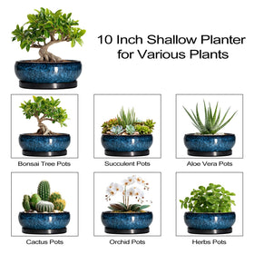 EPFamily Bonsai Pot blue gift idea for plant lovers and home