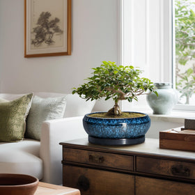 EPFamily Bonsai Pot blue outdoor-friendly ceramic for patios