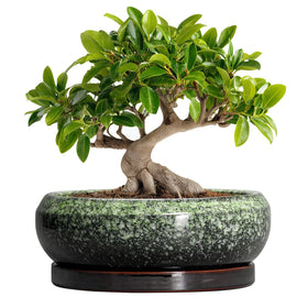 EPFamily Bonsai Pots 10 Inch showing a sturdy ceramic bonsai pot for indoor display.