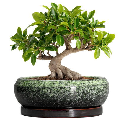 EPFamily Bonsai Pots 10 Inch showing a sturdy ceramic bonsai pot for indoor display.