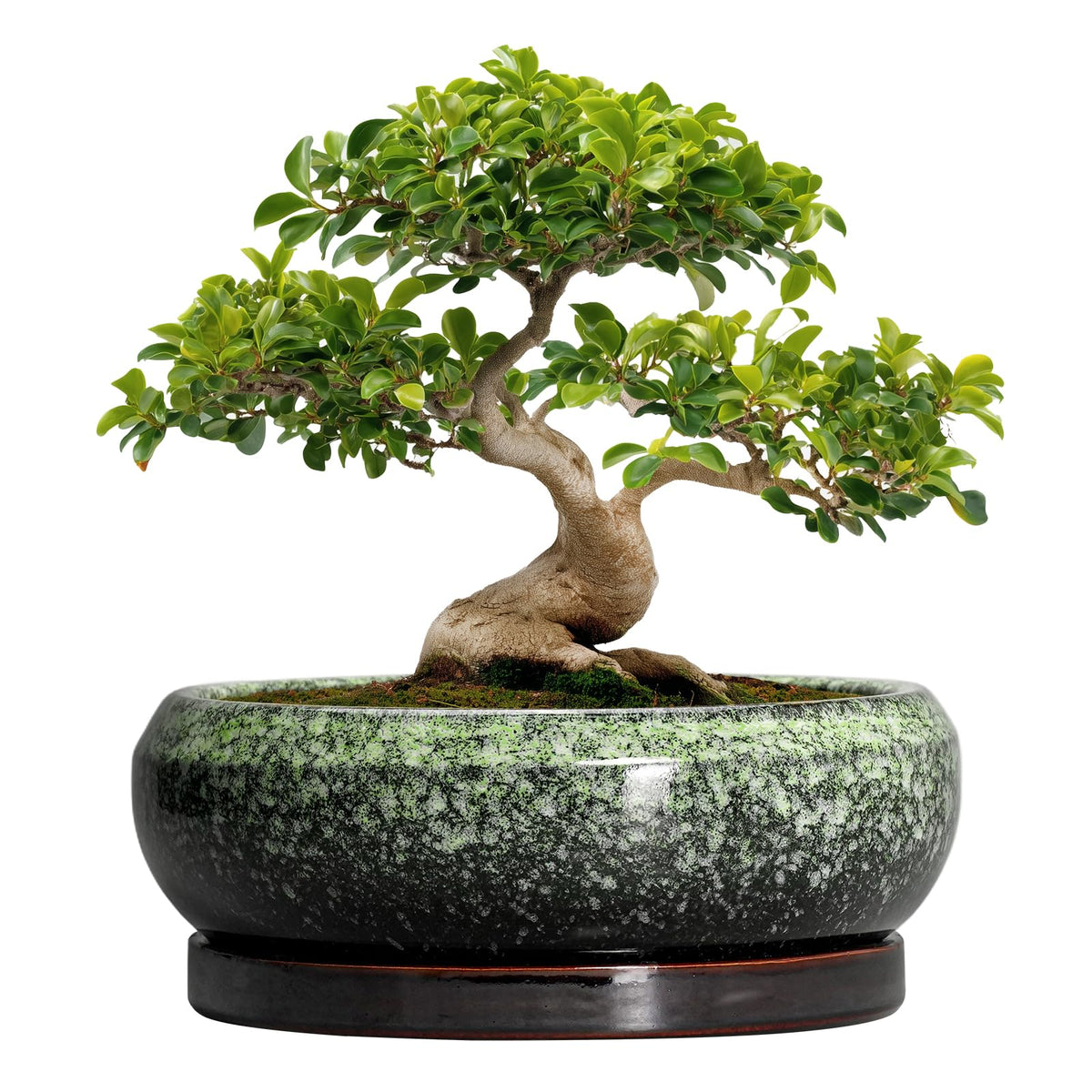 EPFamily Bonsai Pots 13in ceramic planter with glazed finish, ideal for durable indoor displays.