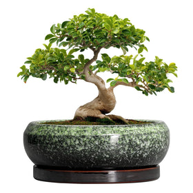 EPFamily Bonsai Pots 13in ceramic planter with glazed finish, ideal for durable indoor displays.