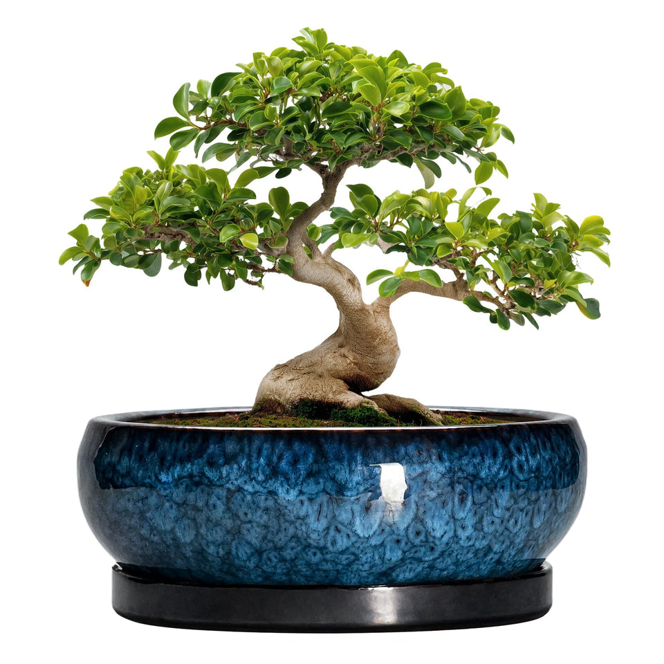 EPFamily bonsai pot with blue glazed ceramic for durable indoor display