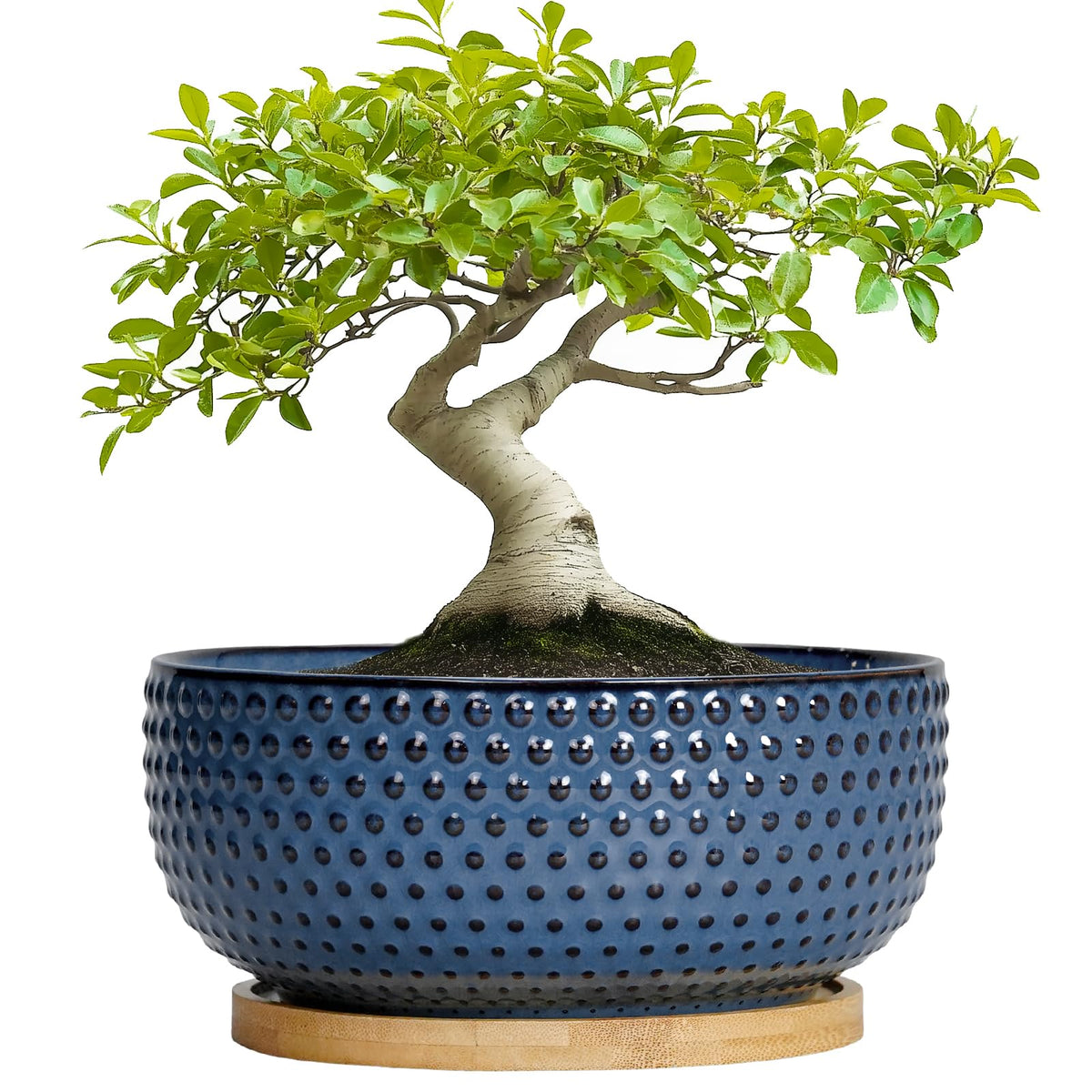 EPFamily Bonsai Pots 8-inch blue ceramic with drainage for healthy indoor roots