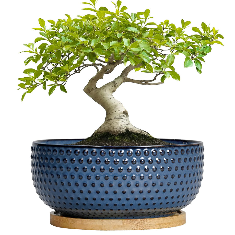 EPFamily Bonsai Pots 8-inch blue ceramic with drainage for healthy indoor roots