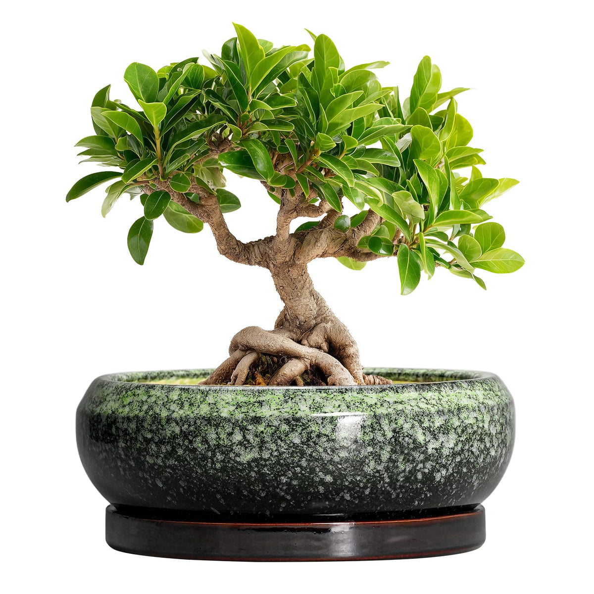 EPFamily Bonsai Pots 8inch ceramic planter with glaze for indoor display.