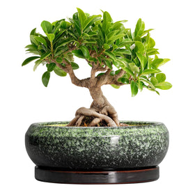 EPFamily Bonsai Pots 8inch ceramic planter with glaze for indoor display.