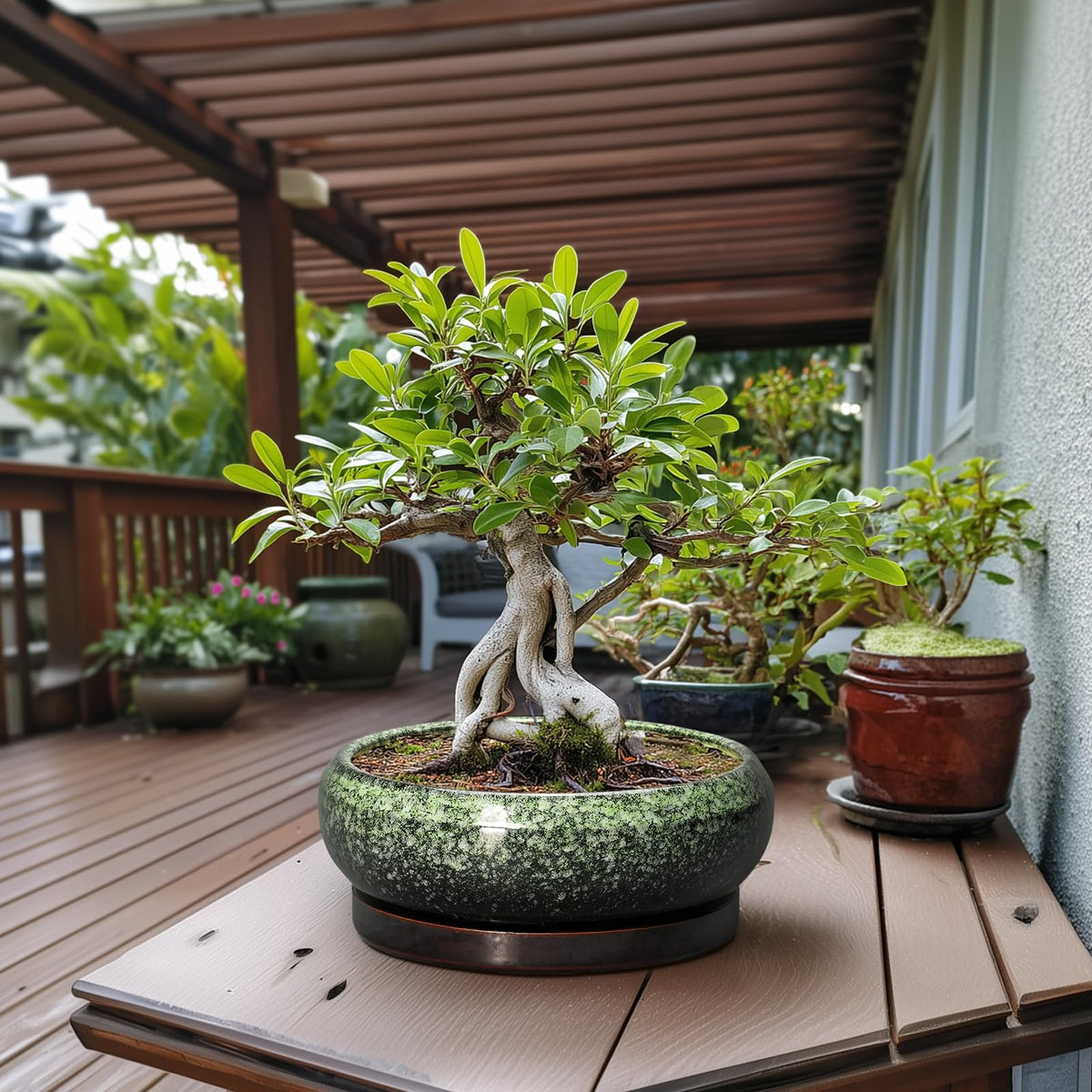 EPFamily Bonsai Pots drainage hole and saucer ensure neat water management.