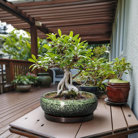 EPFamily Bonsai Pots drainage hole and saucer ensure neat water management.