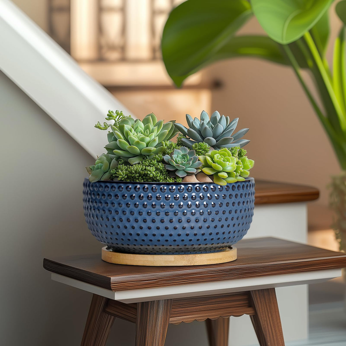 EPFamily Bonsai Pots ideal for succulents, bonsai, and cacti