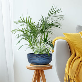 EPFamily Bonsai Pots suited for indoor gardens and balcony setups
